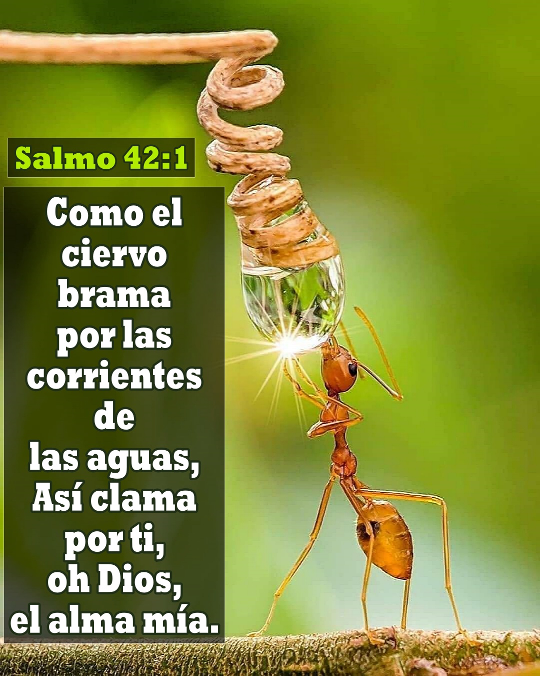 Como el ciervo brama por las corrientes de las aguas. (Salmo 42:1)